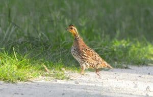 Female Northern Bobwhite Quail (colinus,Virginianus),Running